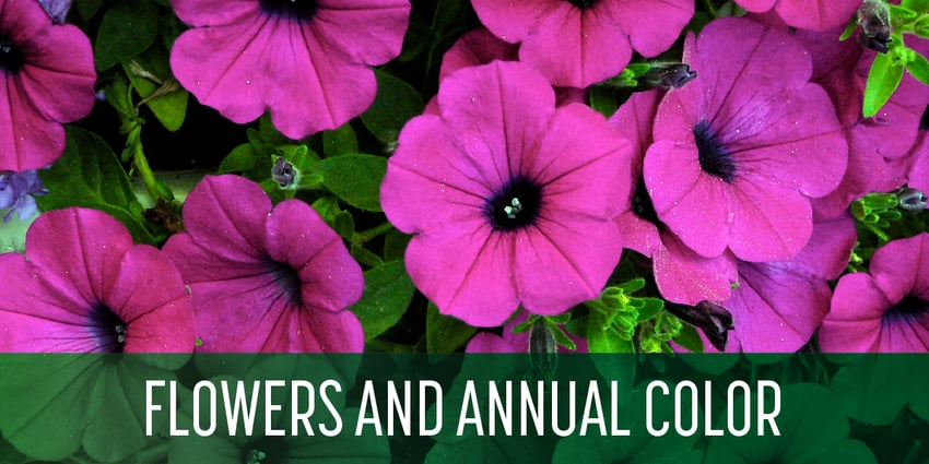 Schill Annual Flowers Blog_BLOG-5-1