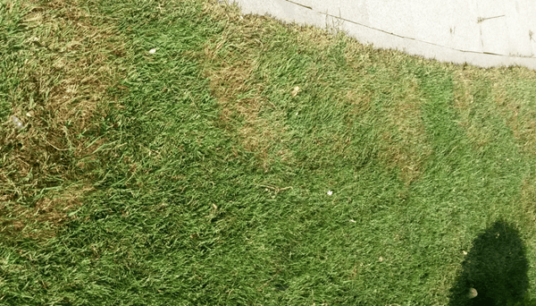 Brown patch is a common lawn disease in Northeast Ohio after heavy rainfall