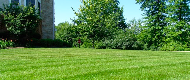 stronger grass roots is one reason to aerate your lawn in Northeast Ohio