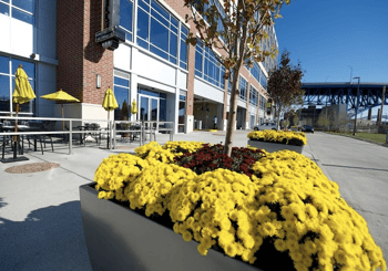 October is the best time for fall planting in commercial landscapes in Northeast Ohio