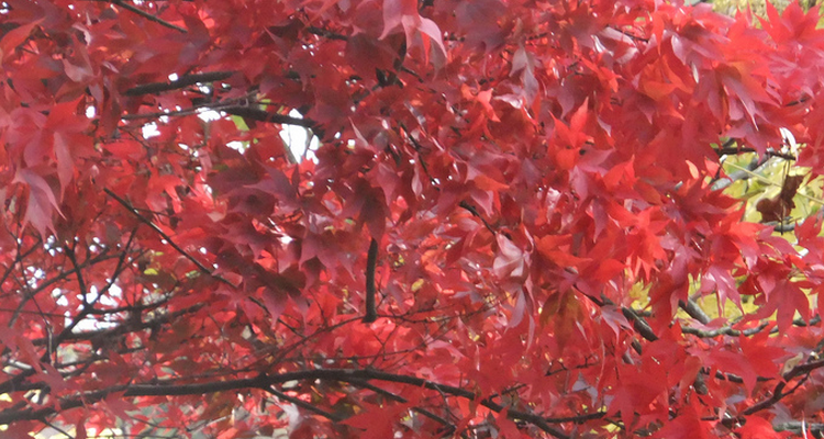 plant maple trees this fall in commercial landscapes in Northeast Ohio