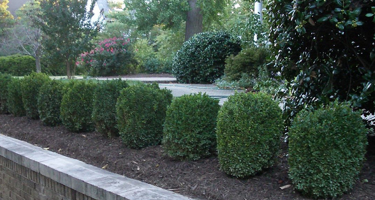 plant boxwood this fall in commercial landscapes in Northeast Ohio