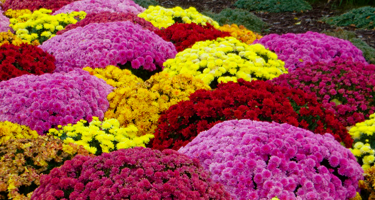 plant mums and pansies this fall in commercial landscapes in Northeast Ohio
