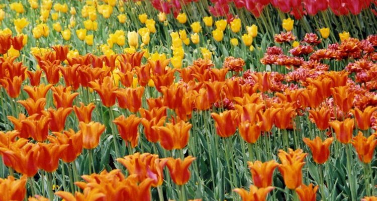 plant spring bulbs this fall in commercial landscapes in Northeast Ohio