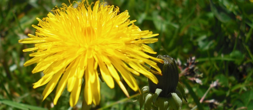 a pre-emergent herbicide application is an important part of winterizing your lawn