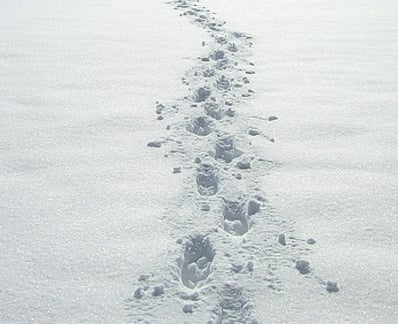 Keep pedestrians safe by treating unofficial walkways like any other pedestrian crossing. 