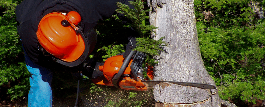 tree care is a serious commercial landscape enhancement that is all about safety