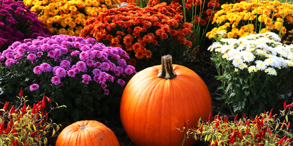 fall landscaping arrangement with mums and pumpkins