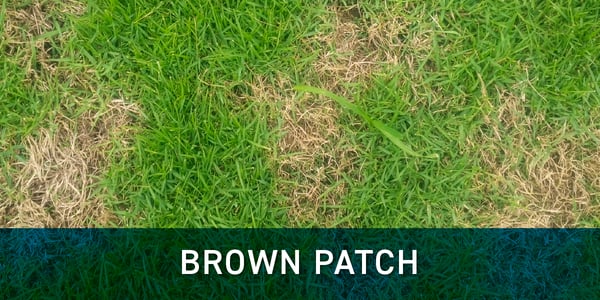 Brown patch grass disease