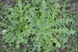 dandelion-3-742-728x482.jpg