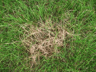 dollar spot can be a common grass disease
