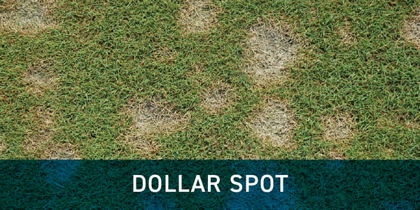 Dollar spot grass disease