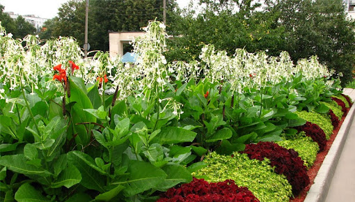 Flower bed in commercial property