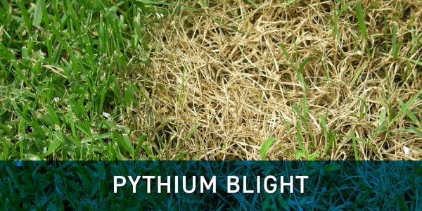 Pythium blight grass disease