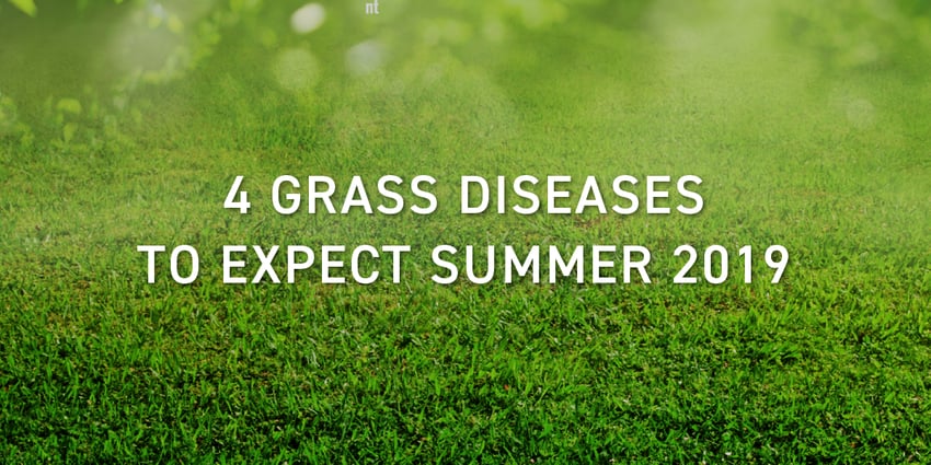 grass_diseases_schill_landscaping