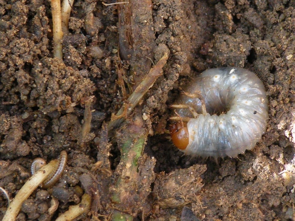 Preventive Or Curative When To Apply Grub Control?