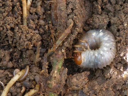 For treatment options, grub prevention is the most responsible answer.