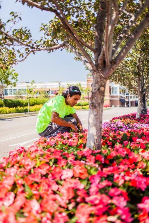 planting flowers