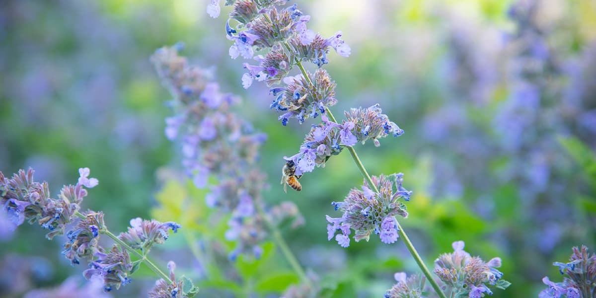 native plants