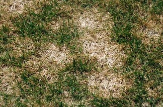 pink snow mold is a common turf disease