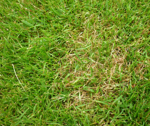 red thread is a common lawn disease