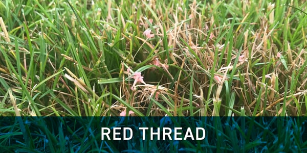 Red thread grass disease