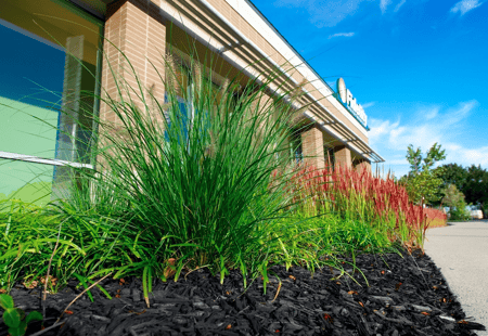 Landscaping mulch conceals plant roots