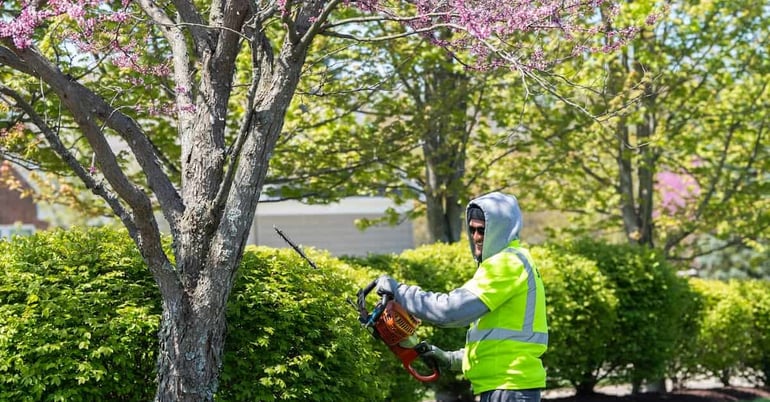 Schill landscapers trimming hedges at a commercial property in the spring