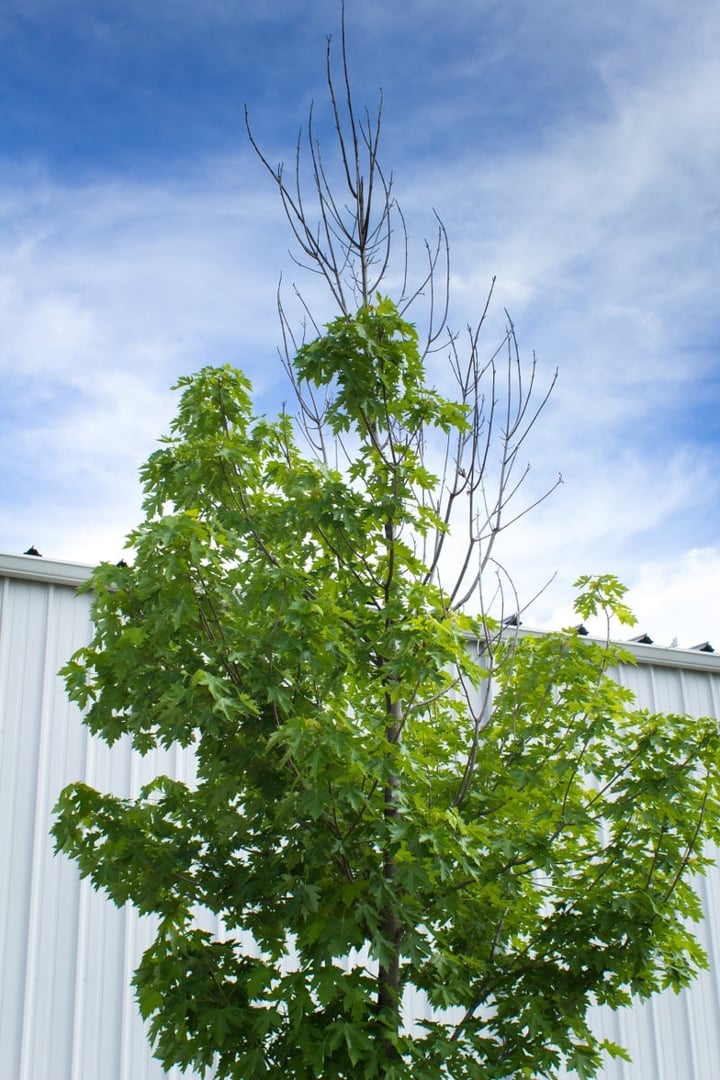 Why are my trees and shrubs not leafing out?