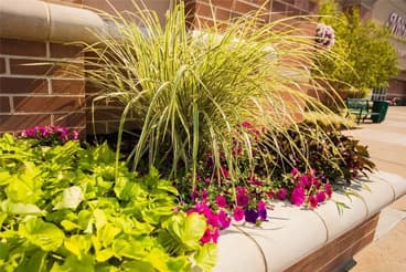 Commercial Landscaping bush with purple flowers