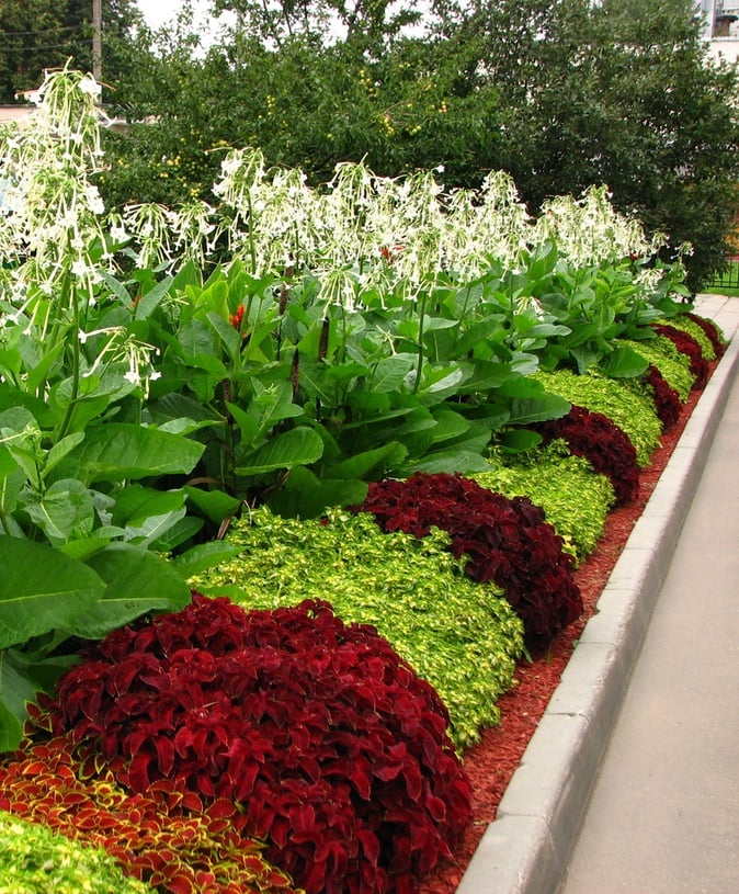 Landscape enhancement flowers and plants