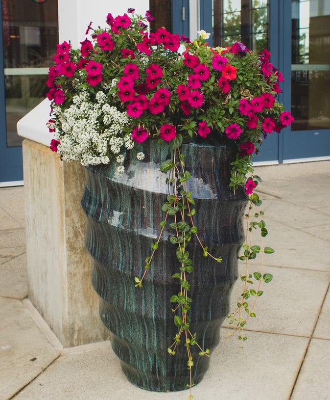 Schill Landscaping pruned potted plant