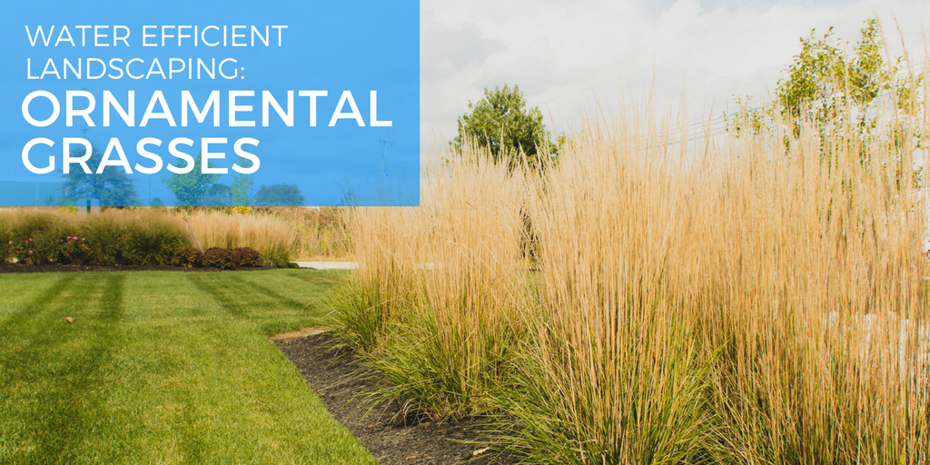 ORNAMENTAL GRASSES on landscape