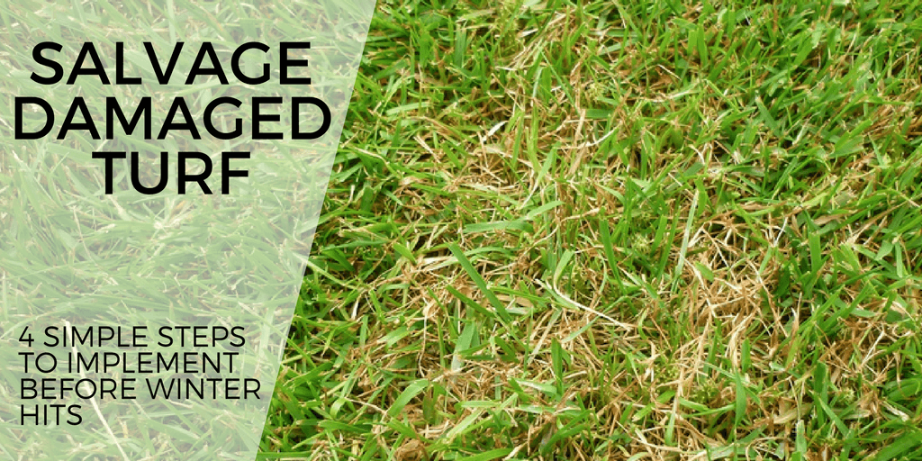 salvage damaged turf on landscape