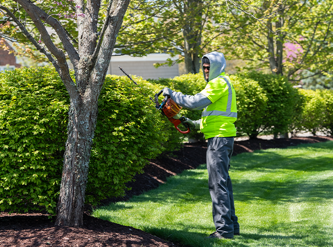 Schill landscaper cutting down tree