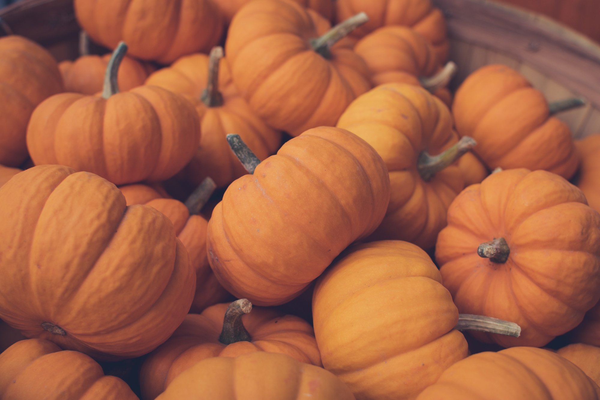 pumpkins on landscape