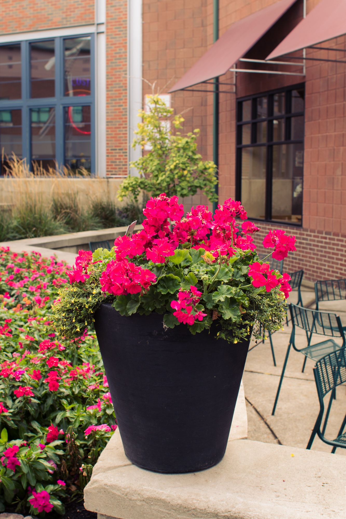 Magenta Flower Arrangement