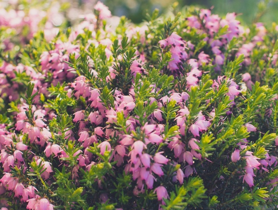 Purple flowers on landscape