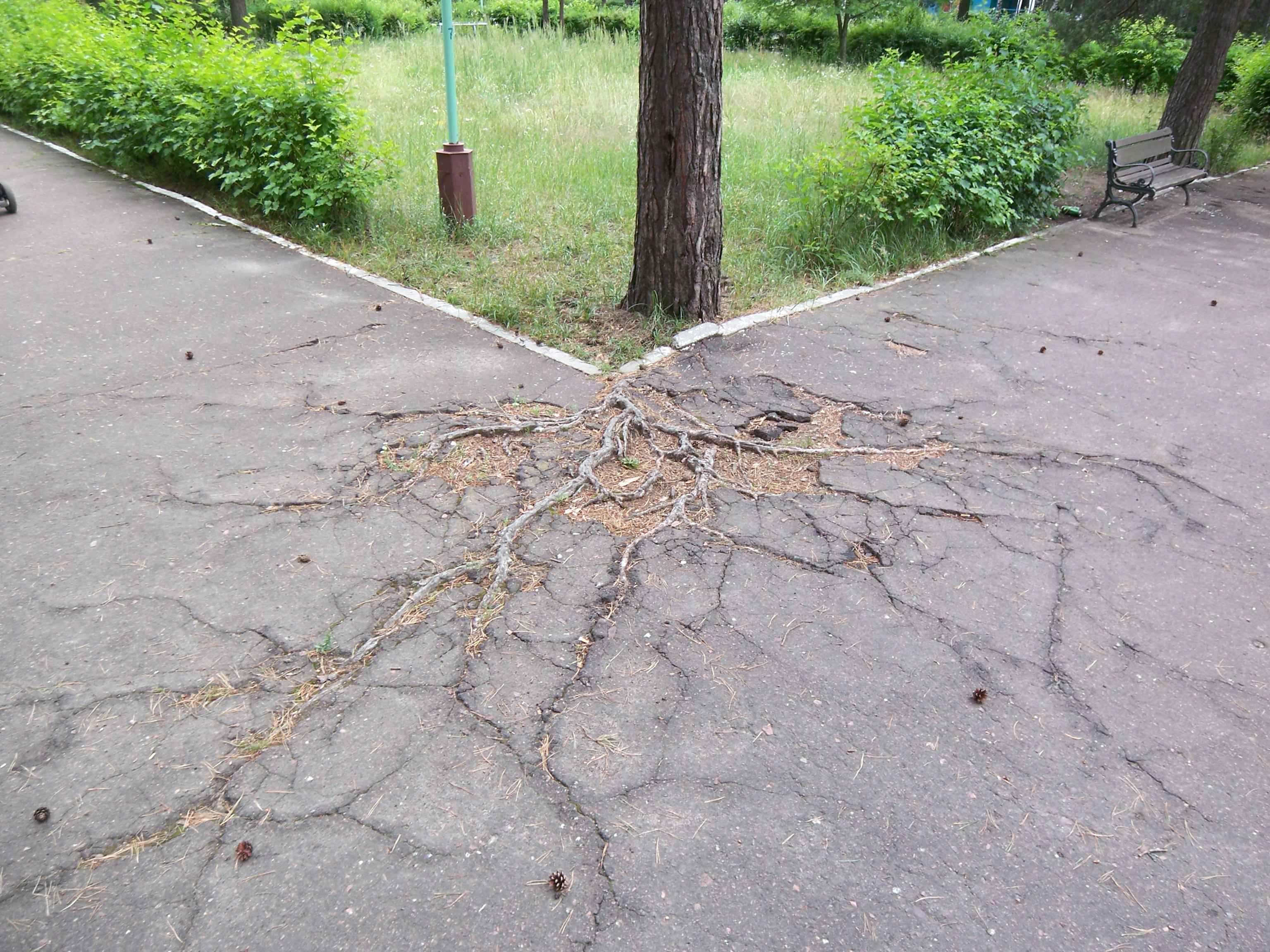 tree root damage to concrete.jpg