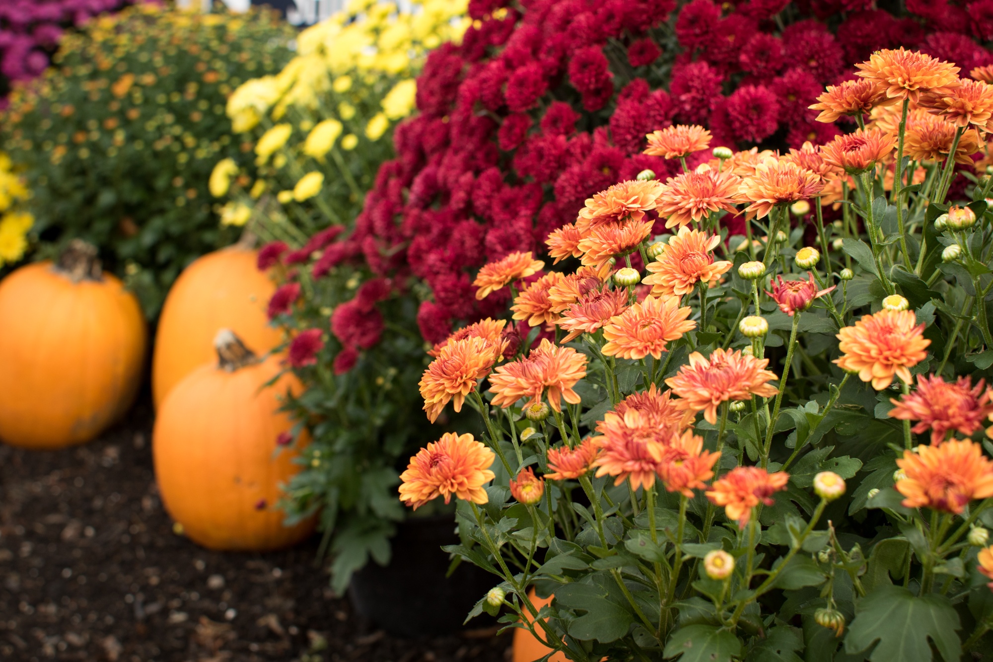 Fall Flower Arrangements