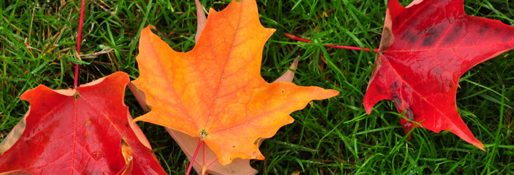 leaf removal is a key part of winterizing your lawn