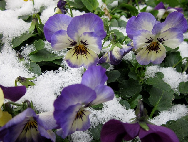 snow flowers on landscape