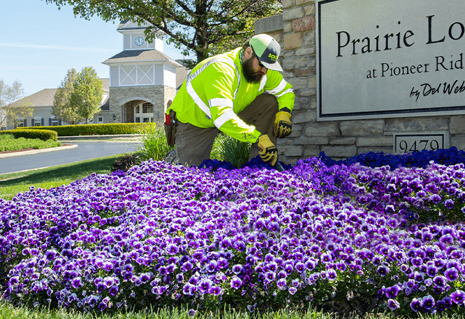 schill landscaper plating purple flowers at commercial property